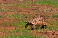 Leopard Tortoise