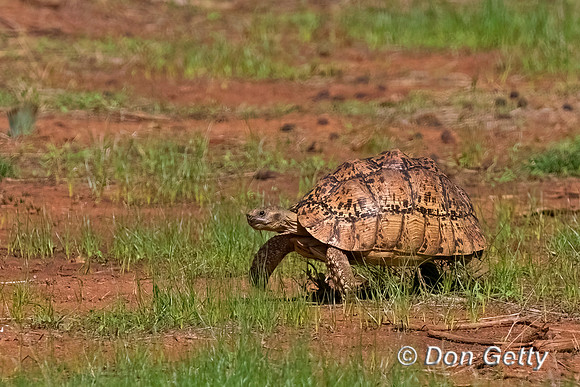 Leopard Tortoise