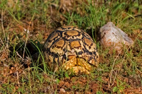 Leopard Tortoise