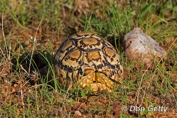 Leopard Tortoise