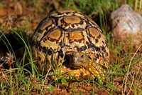 Leopard Tortoise
