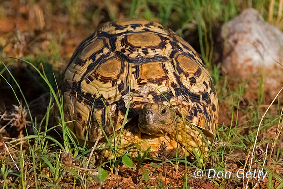 Leopard Tortoise