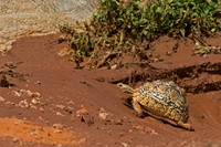 Leopard Tortoise