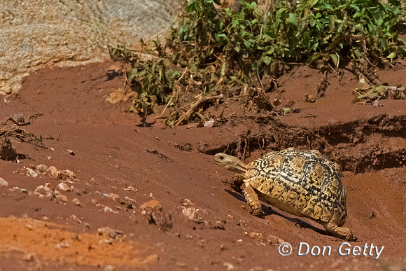 Leopard Tortoise