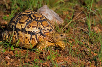 Leopard Tortoise