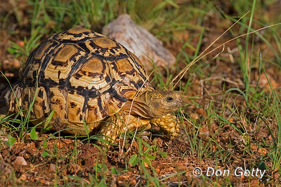 Leopard Tortoise