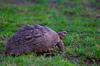 Leopard Tortoise