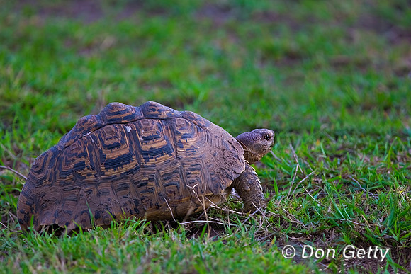 Leopard Tortoise