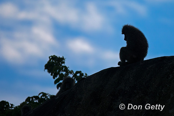 Olive Baboon