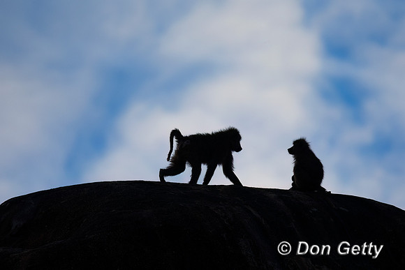 Olive Baboon