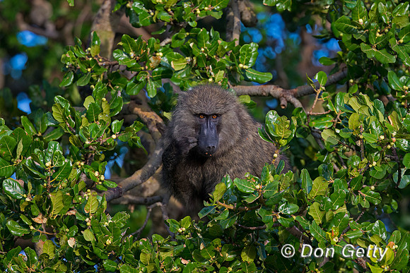 Olive Baboon