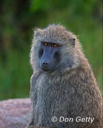 Olive Baboon