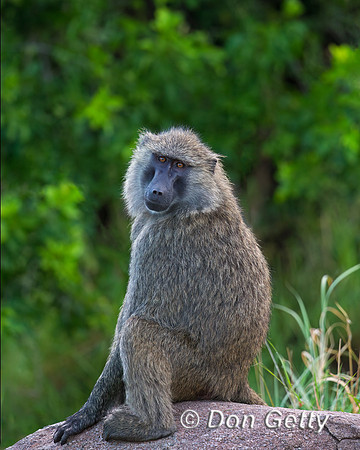 Olive Baboon