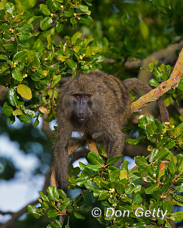 Olive Baboon