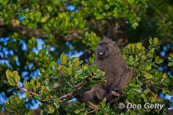 Olive Baboon