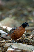Masked Bobwhite