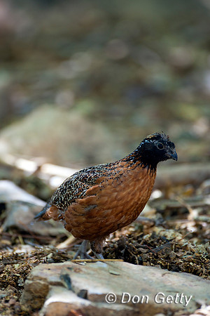 Masked Bobwhite