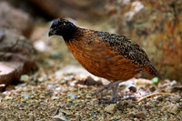 Masked Bobwhite