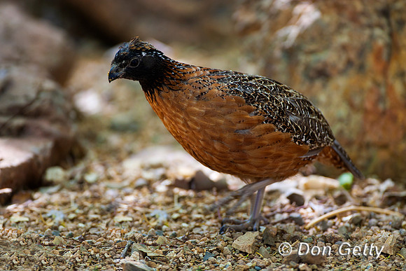 Masked Bobwhite