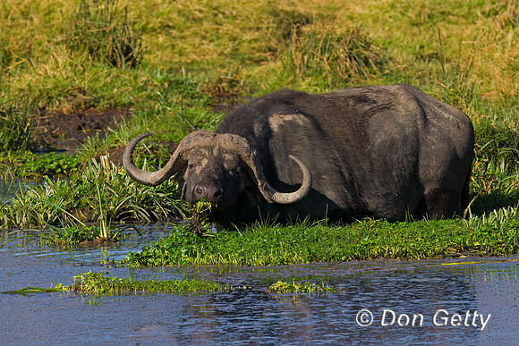 African Buffalo