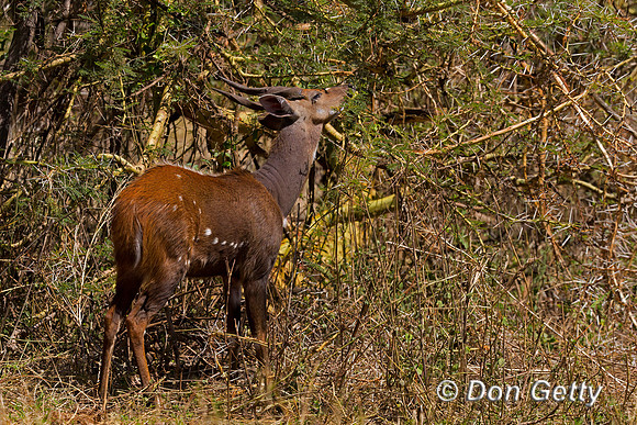 Bushbuck