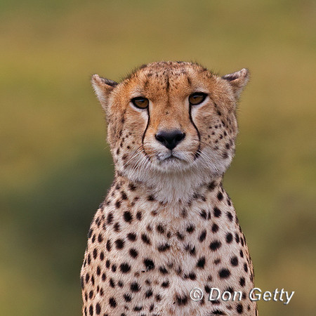 Cheetah