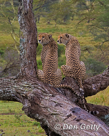 Cheetah