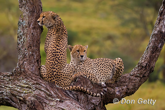 Cheetah