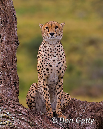 Cheetah