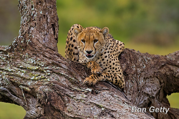Cheetah
