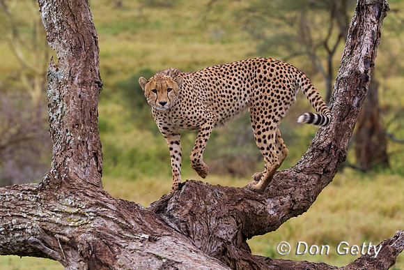 Cheetah