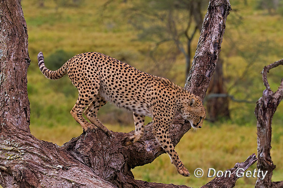 Cheetah