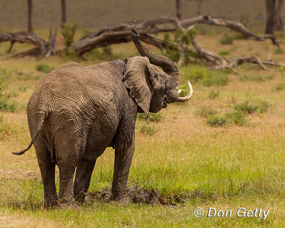 Elephant