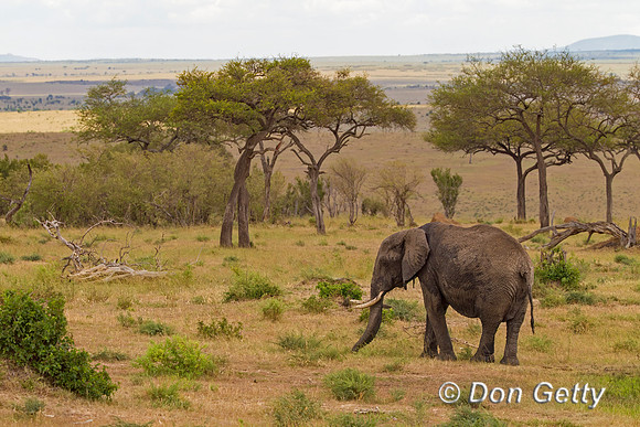 Elephant