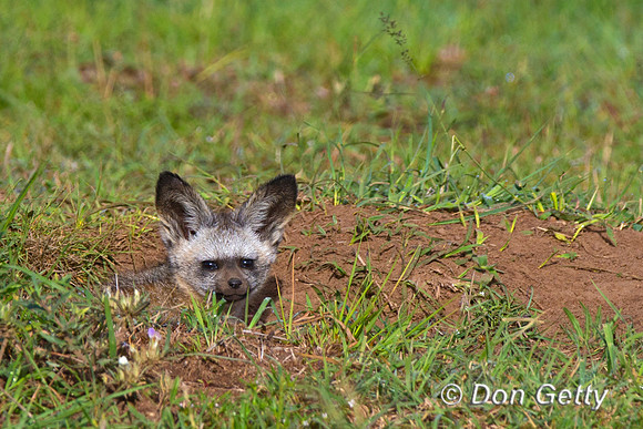 Bat-eared Fox