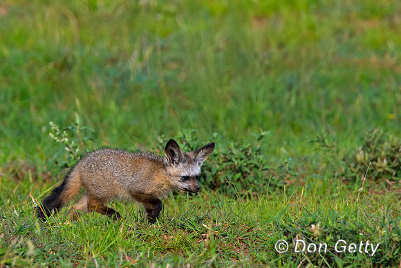 Bat-eared Fox