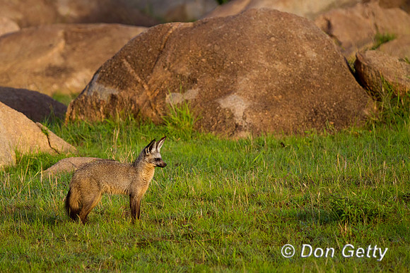 Bat-eared Fox