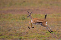 Thompson's Gazelle
