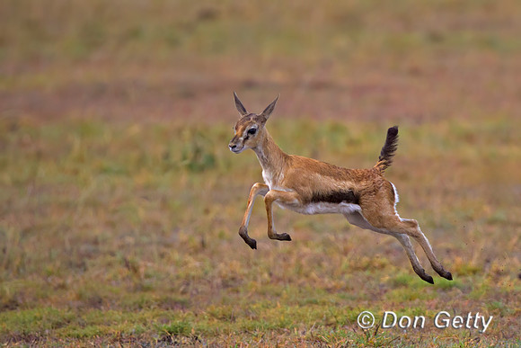 Thompson's Gazelle