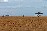 Thompson's Gazelle
