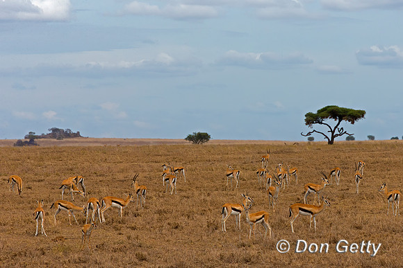 Thompson's Gazelle