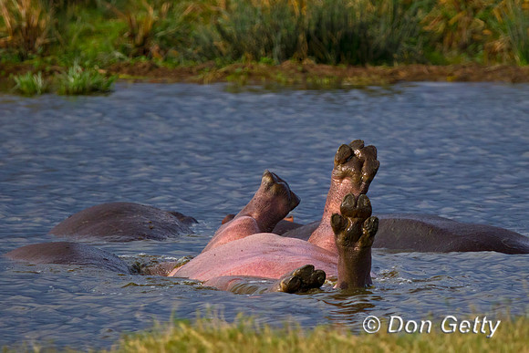 Hippo