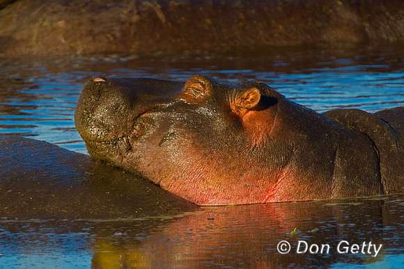 Hippo