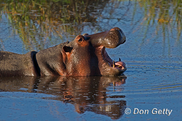 Hippo