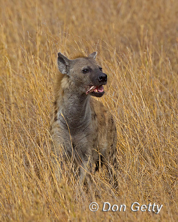Spotted Hyena