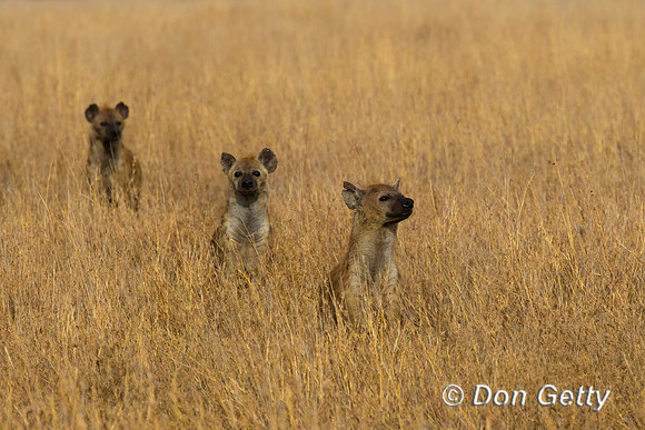 Spotted Hyena