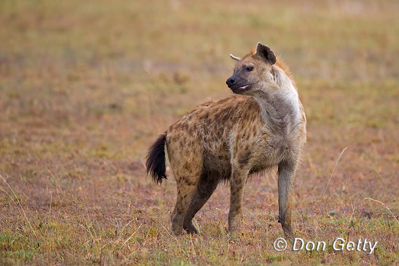 Spotted Hyena