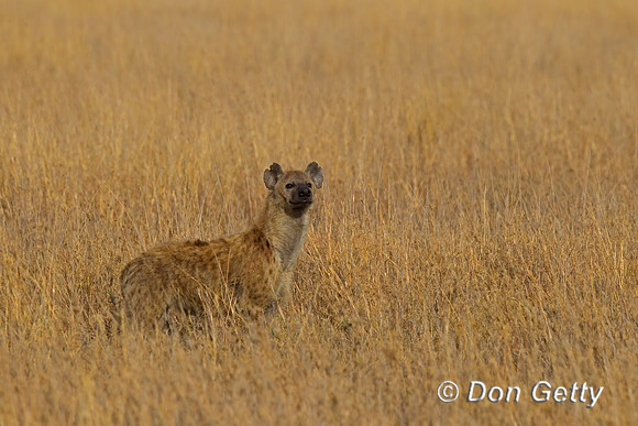Spotted Hyena