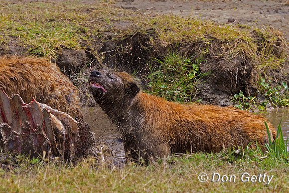 Spotted Hyena