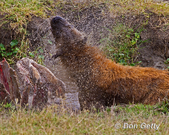 Spotted Hyena